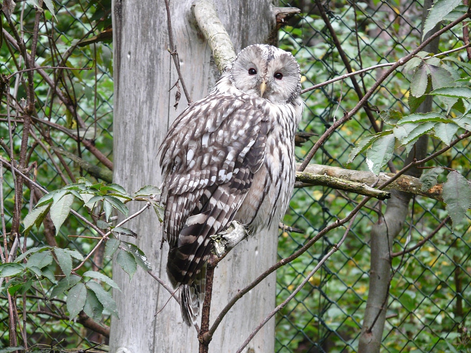 Strix family strigidae bird
