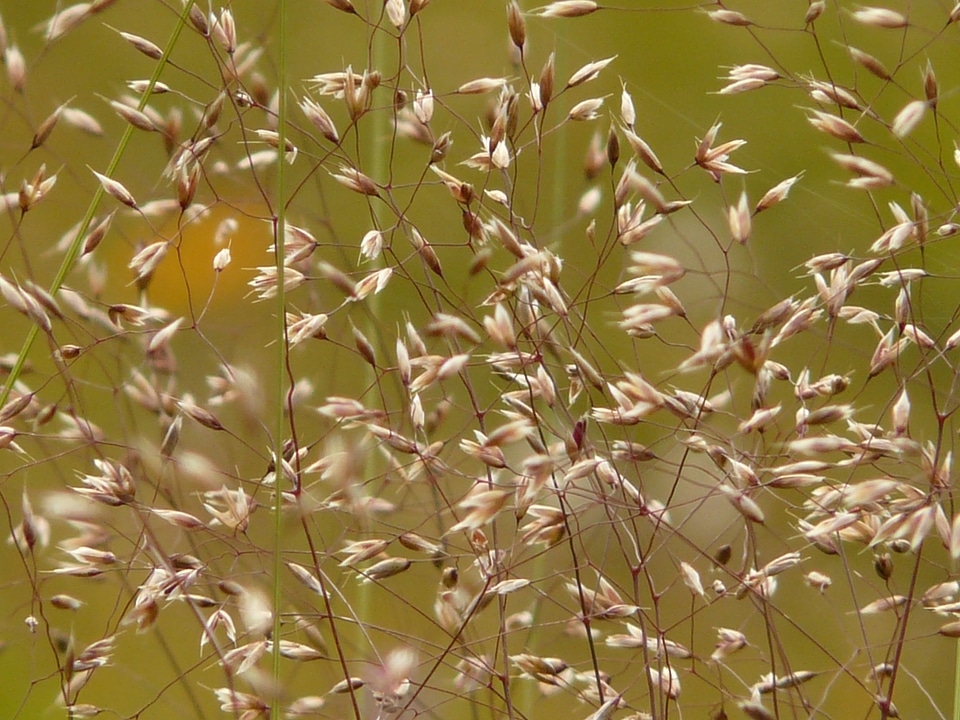 Summer backlighting closeups
