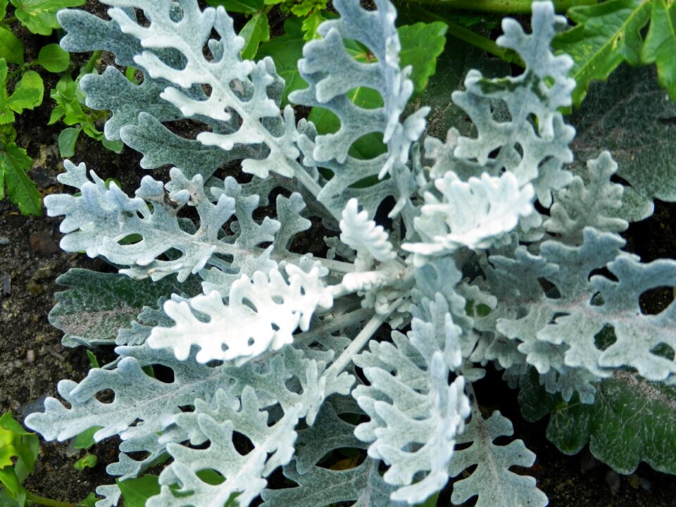Vegetation green a garden plant