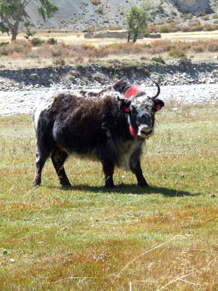 Yak himalayan nepal