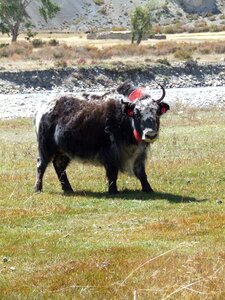 Yak himalayan nepal