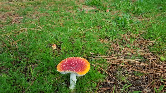 Fungi forest nature