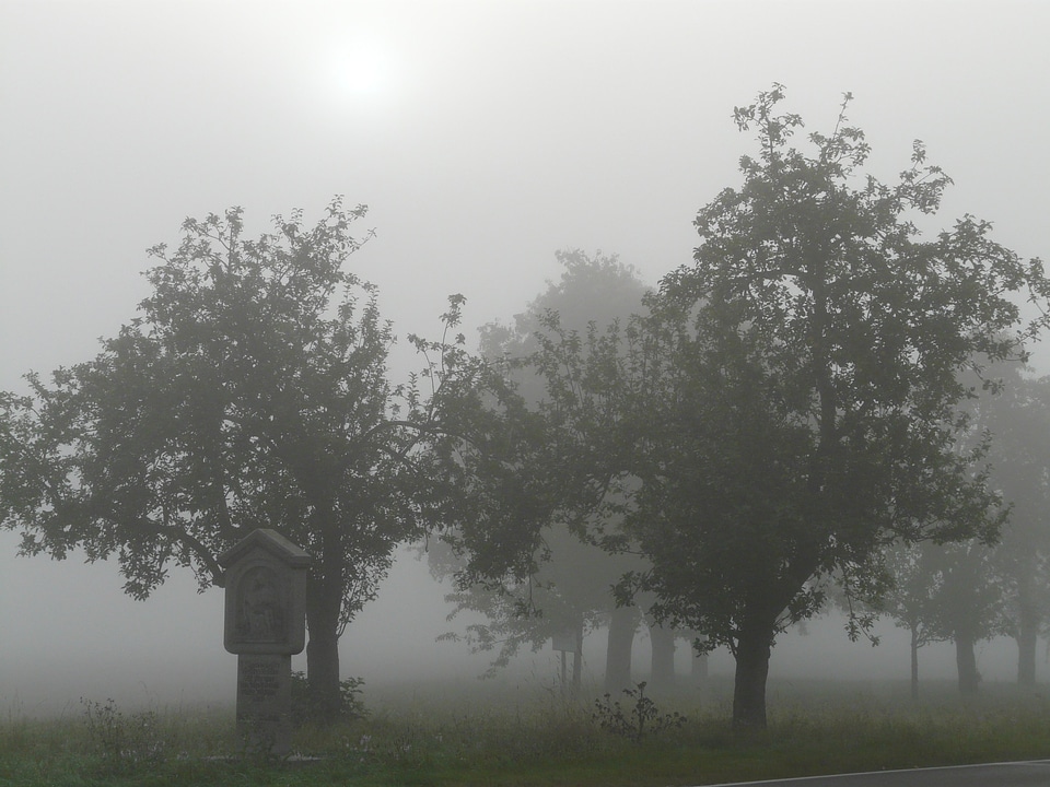 Apple trees mood morning light