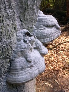 Tree elves bench forest