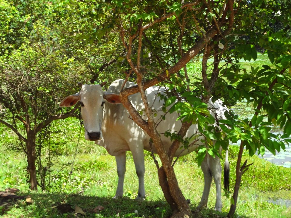 Cow cattle