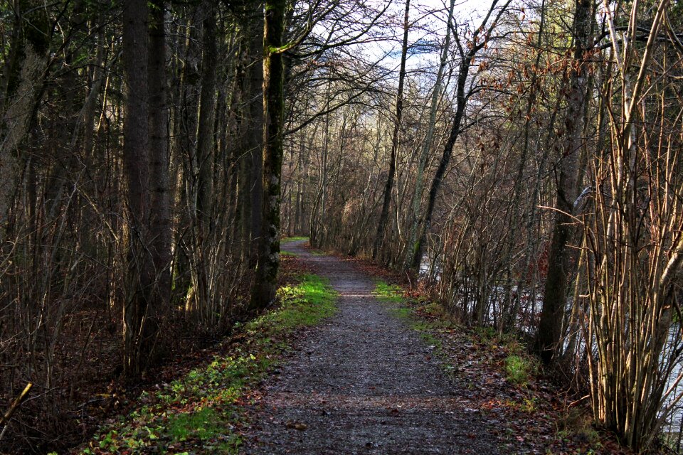 Travel forest trees