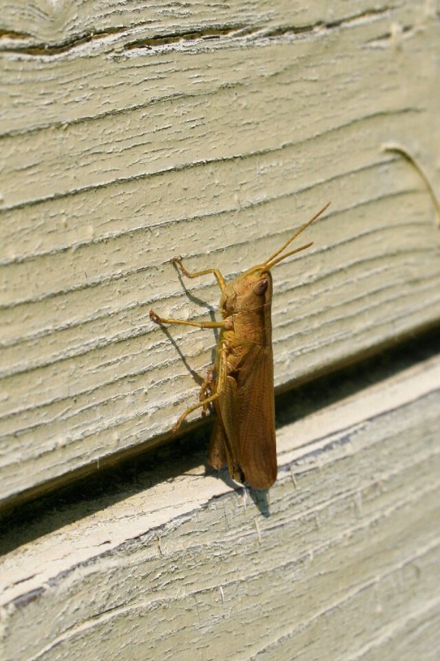 Grasshopper large on the wall