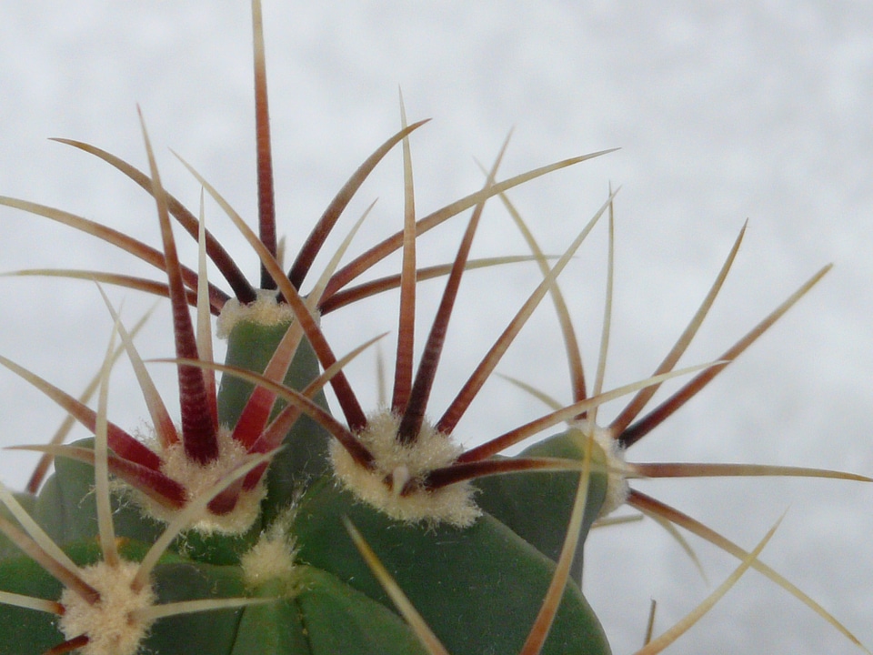 Ferocactus cactus greenhouse cactaceae