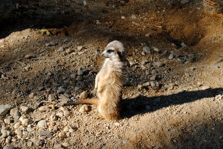 Patrol the zoological garden desert