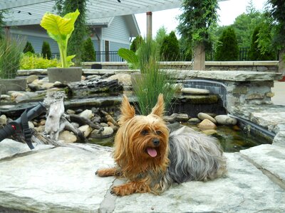 Breed dog pet