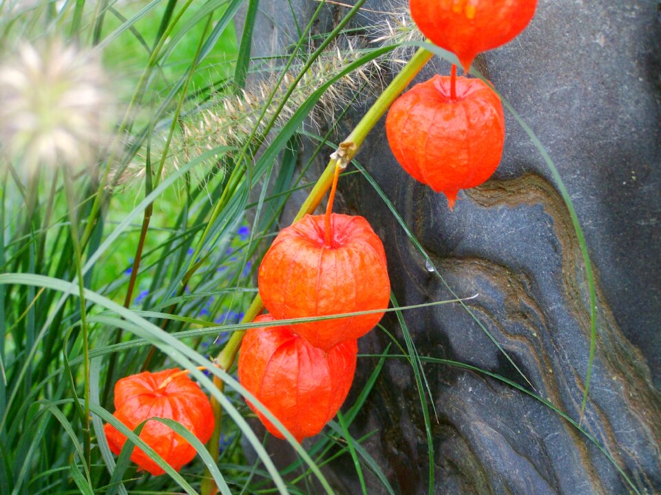 Jewish cherry orange ornamental garden