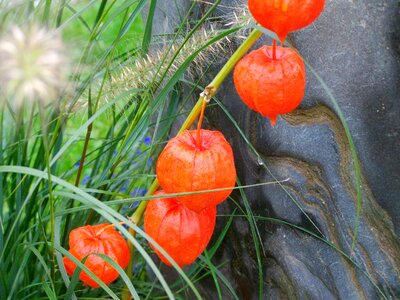 Jewish cherry orange ornamental garden