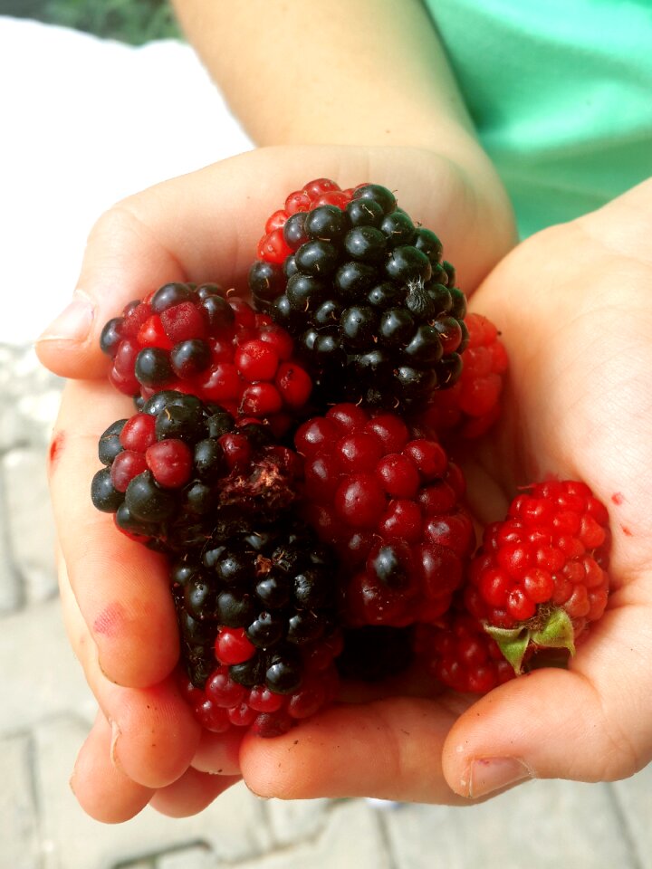 Peace blackberry organic