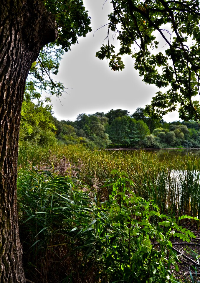 Nature green landscape