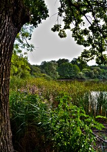 Nature green landscape