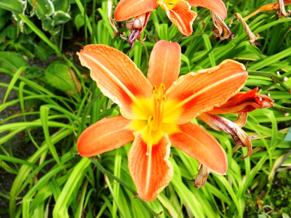 Posts stamens pollen