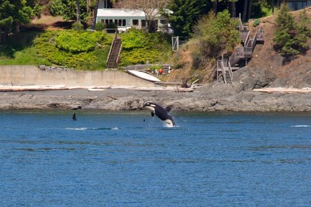 Killer mammal marine photo