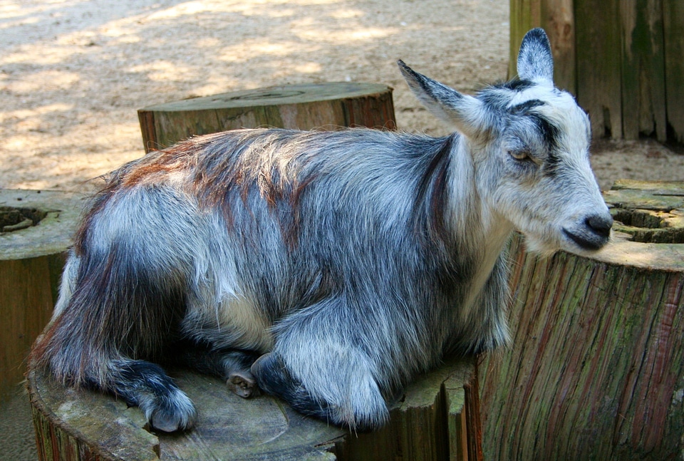 Mammals farm animals domestic