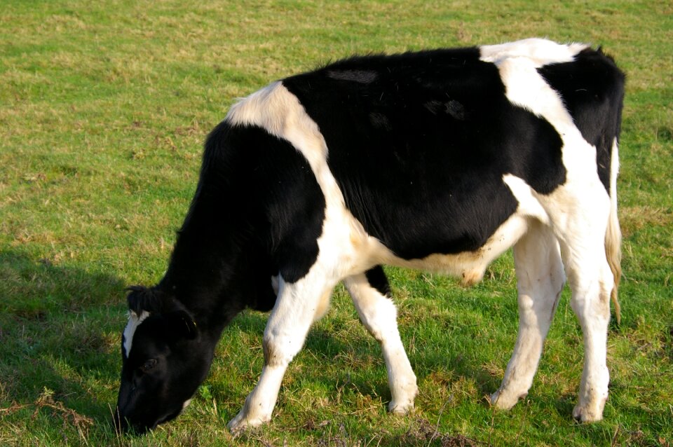 Farm animals cattle farming