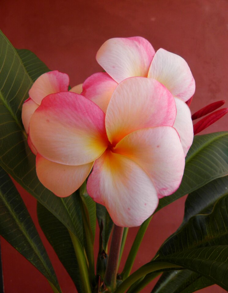 Nature plumeria tropical
