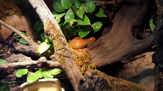 Zoo animal tree snake