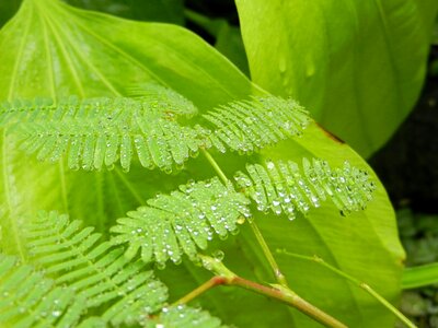 Leaf a drop of drops photo