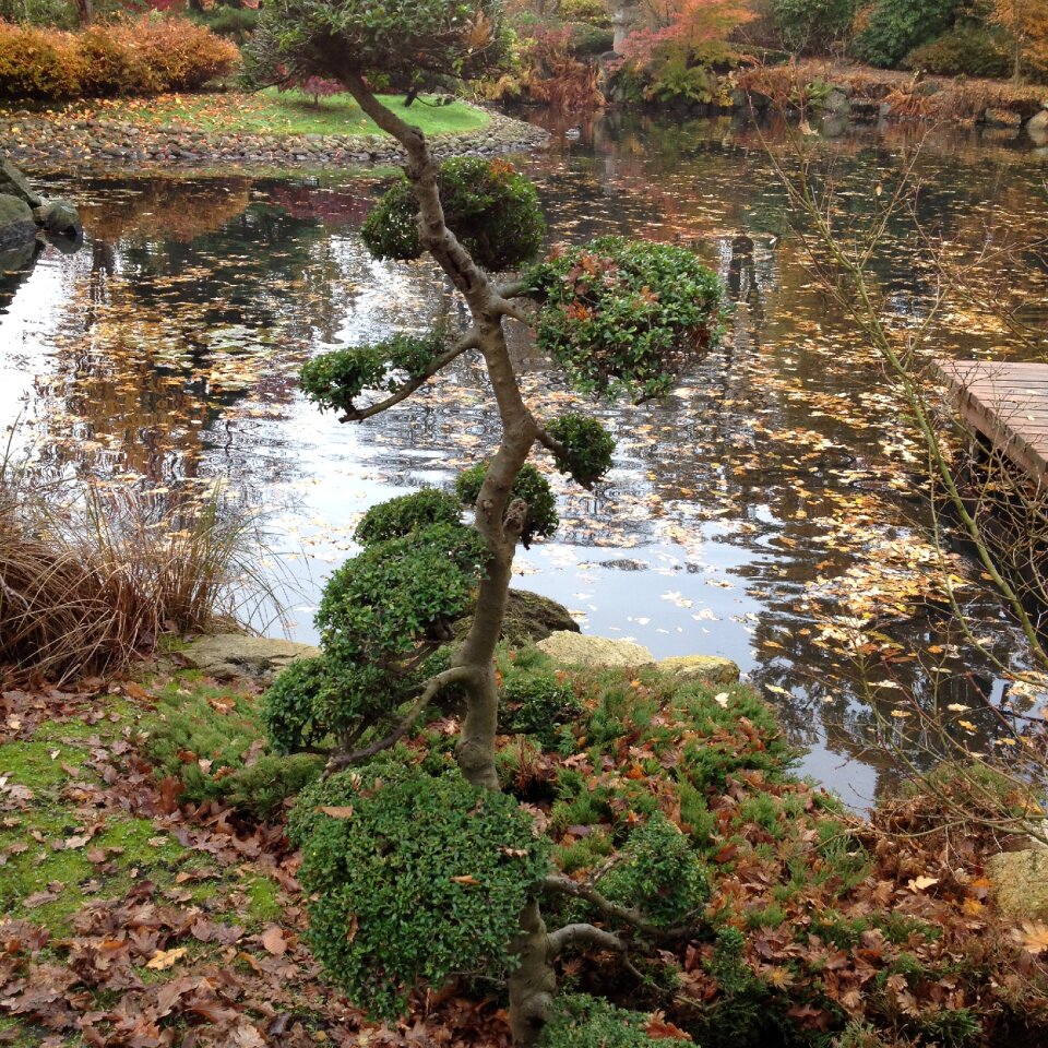 Garden japanese wrocław