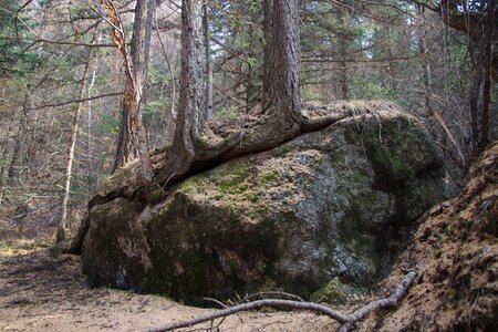 National park woods stone photo