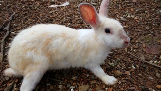 Animal cute nature