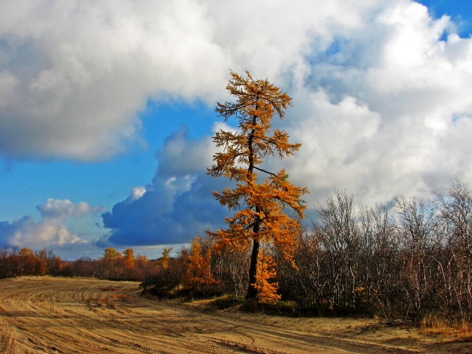 Nature coniferous tree trunk