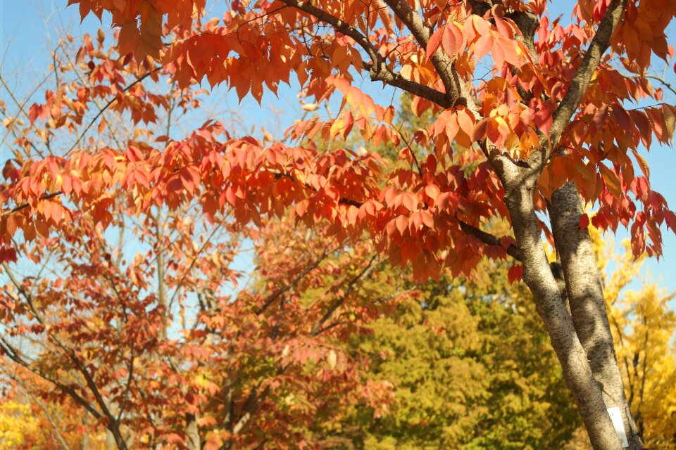 Nature autumn leaves