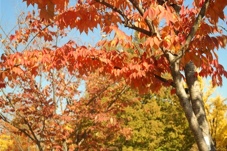 Nature autumn leaves
