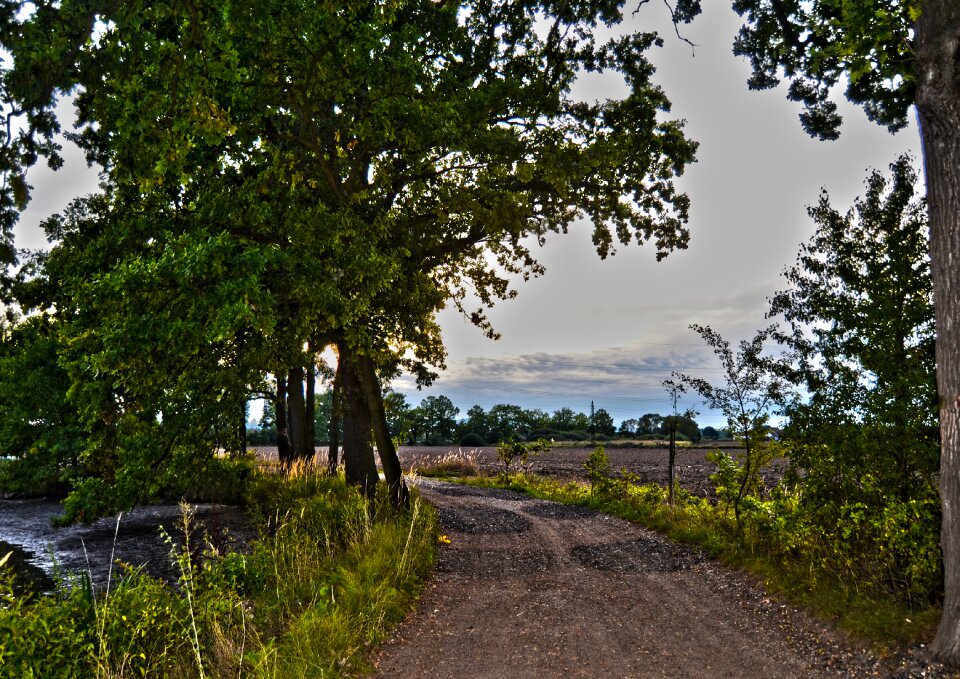 Nature green forest road