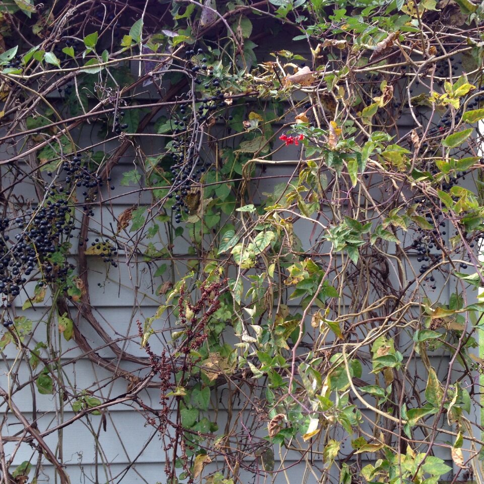 Wall season outdoor