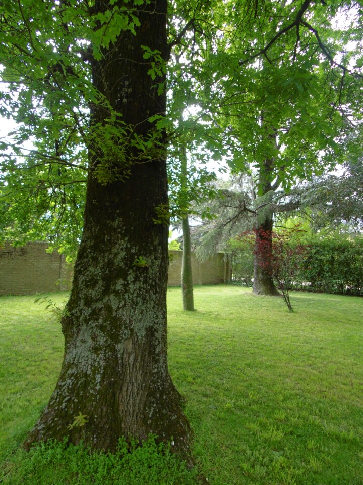 Nature trunk green
