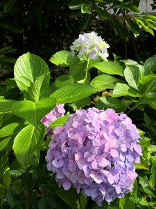 Flowers hydrangea beautiful
