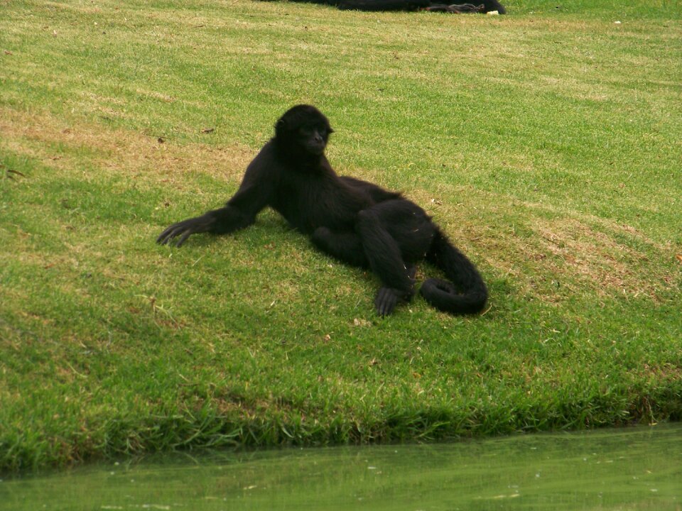 Landscape primate black