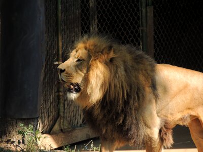 Lion's mane zoo st louis zoo photo