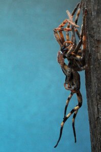 Rain spider palystes