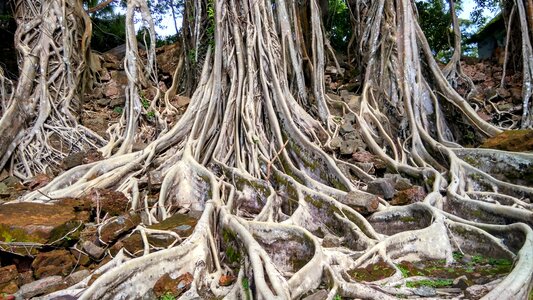 Green tree planting plant