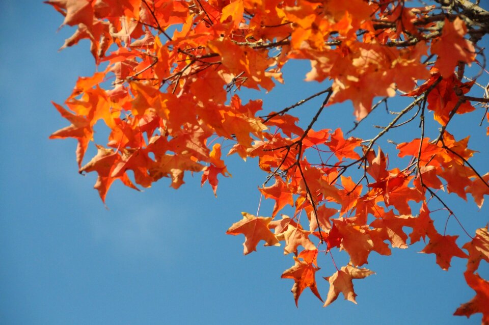 Red orange