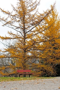 Yellow red fall