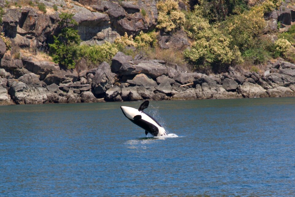 Animal water nature