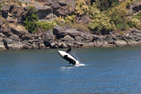 Animal water nature