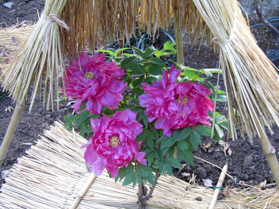 Peony tsuruoka hachiman new year's day