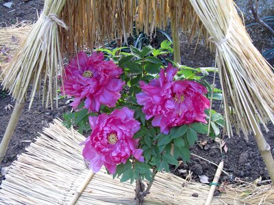 Peony tsuruoka hachiman new year's day