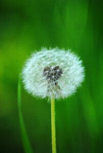 Summer plant natural