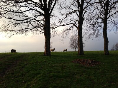 Park pasture livestock photo