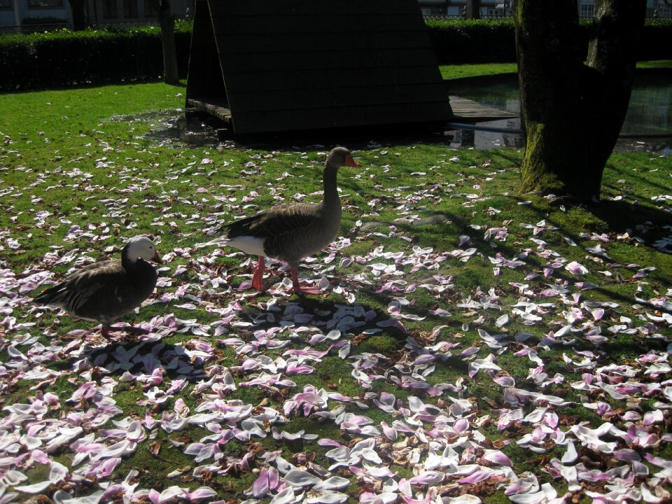 Park ducks nature