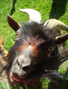 Goat face animal head